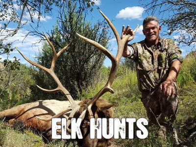 Elk Hunting in New Mexico