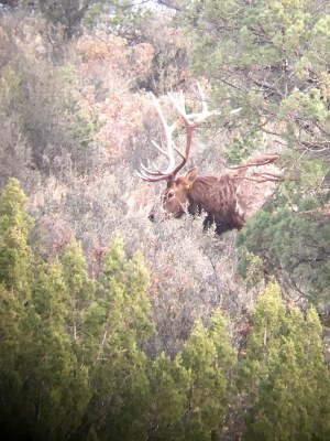 Elk Hunt in New Mexico