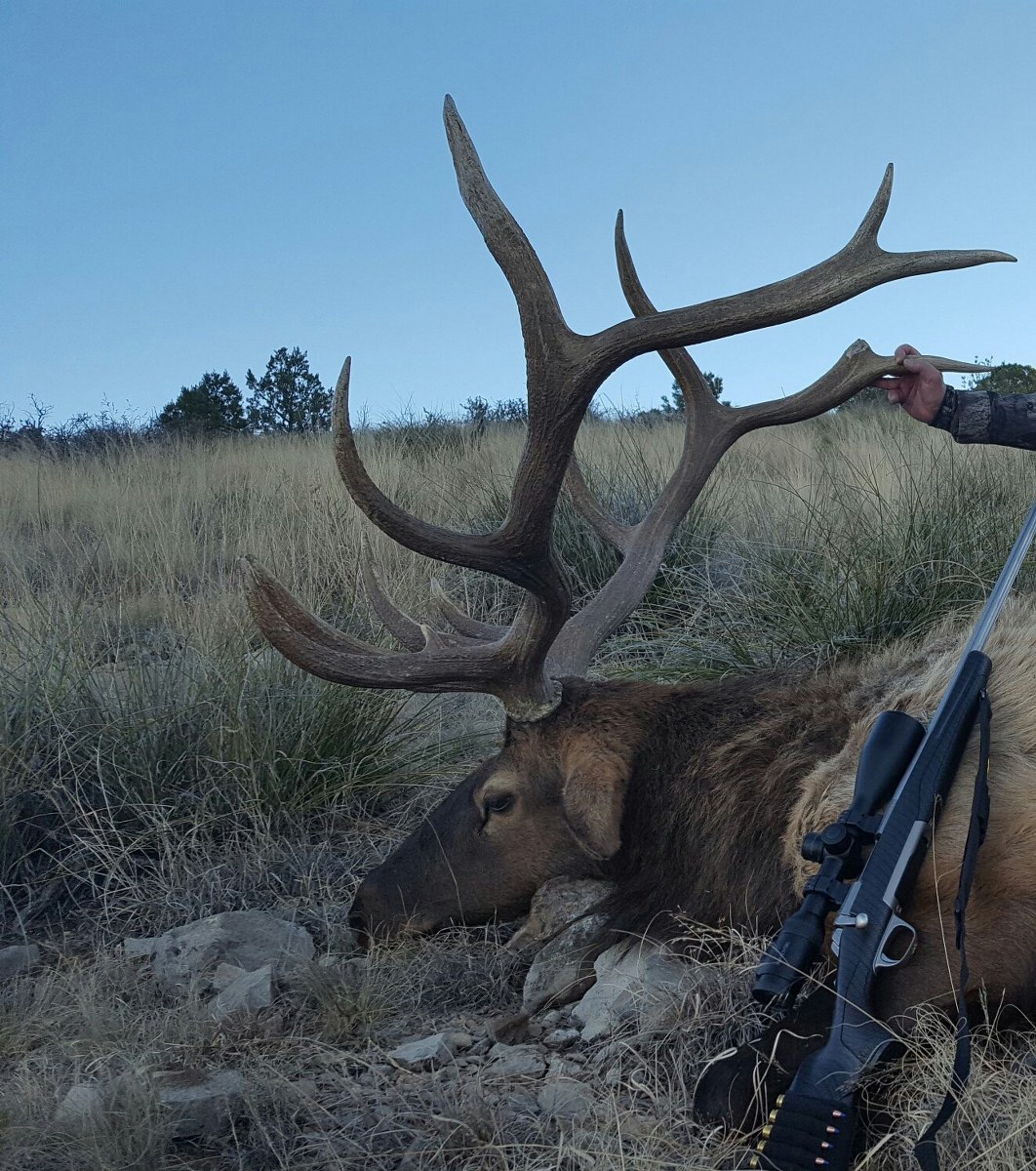 Elk Hunting In New Mexico