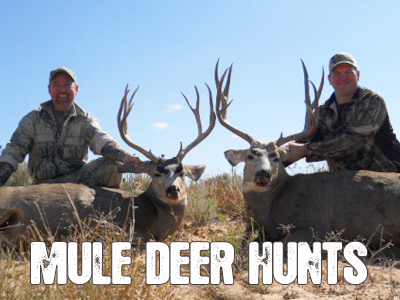 Mule Deer Hunting in New Mexico