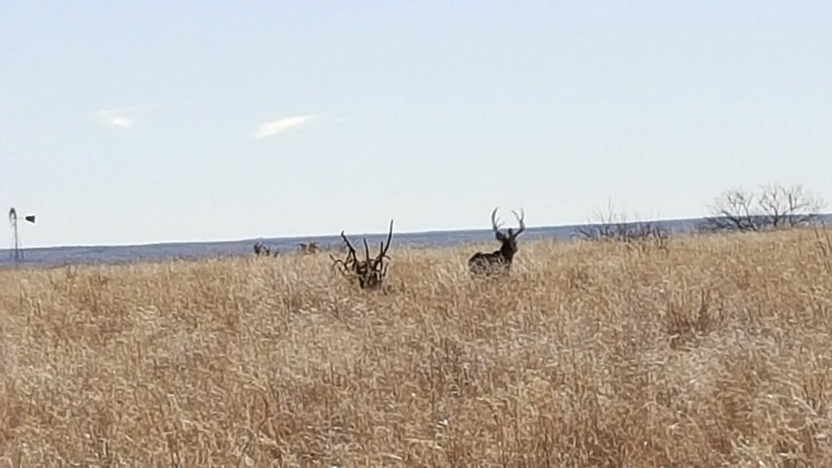 Mule Deer Hunts 20