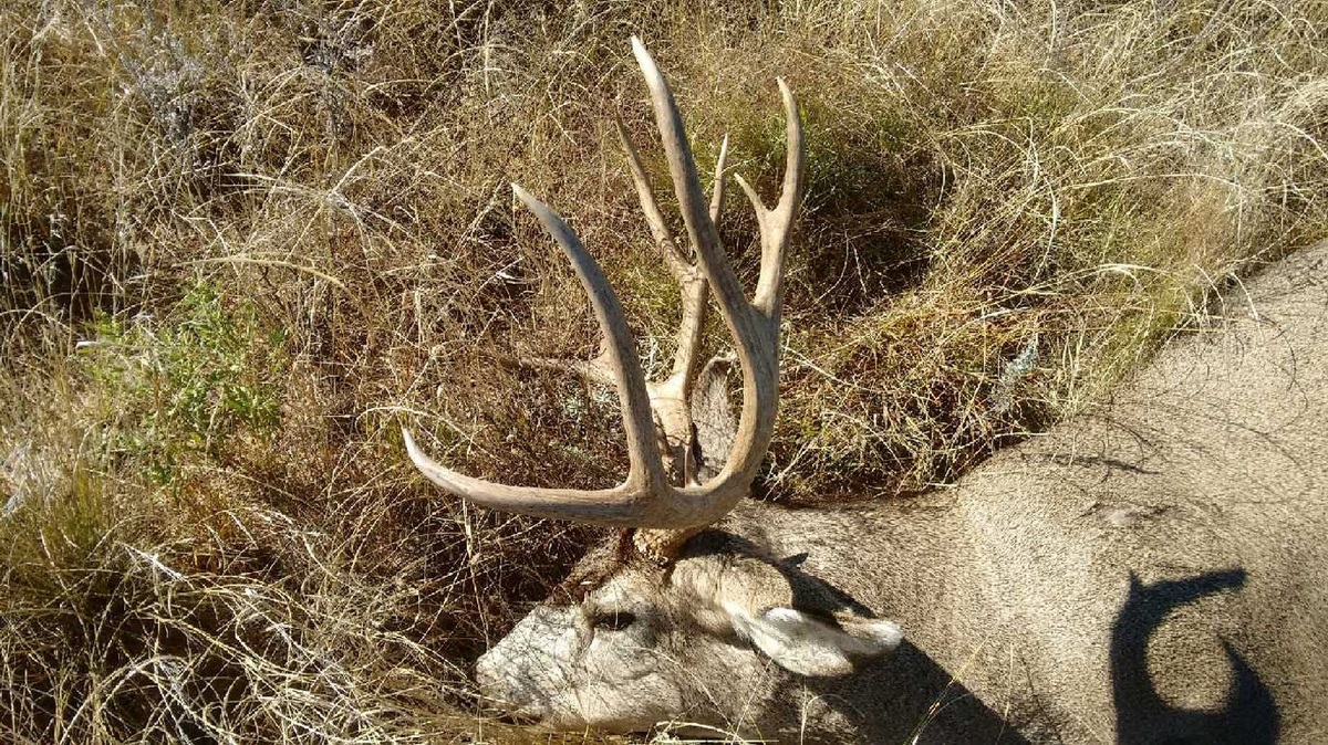 Mule Deer Hunts 22