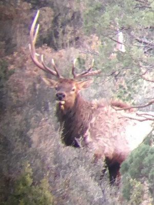 New Mexico Elk Hunting