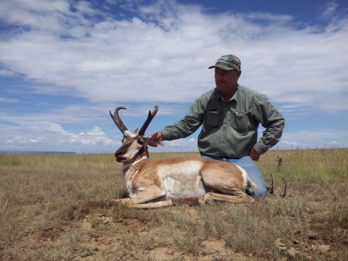New Mexico Antelope
