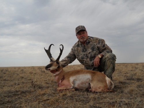 Pronghorn