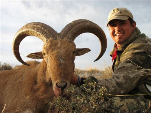 Jared's 27" Barbary Sheep