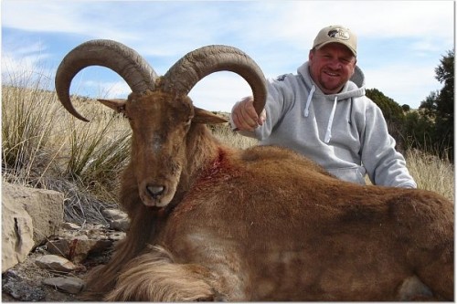 Kirk's Pajarito Mountain Barbary Sheep