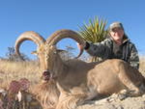 Sherrie 2011 Barbary Sheep