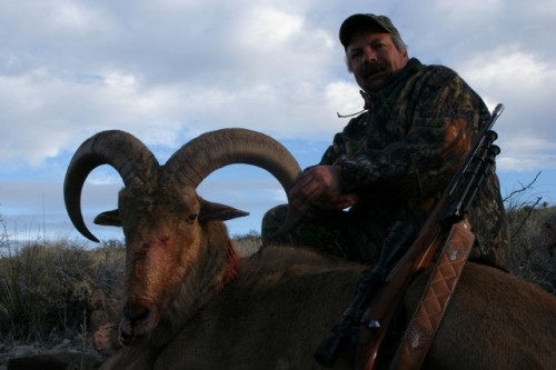 New Mexico Barbary Sheep