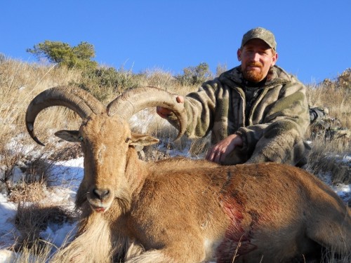 2011 New Mexico Barbary Sheep