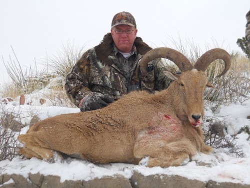 Mike's 2011 Barbary Sheep