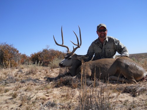 Mule deer 2012