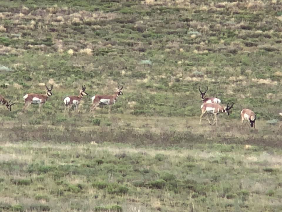 Antelope Hunts 9
