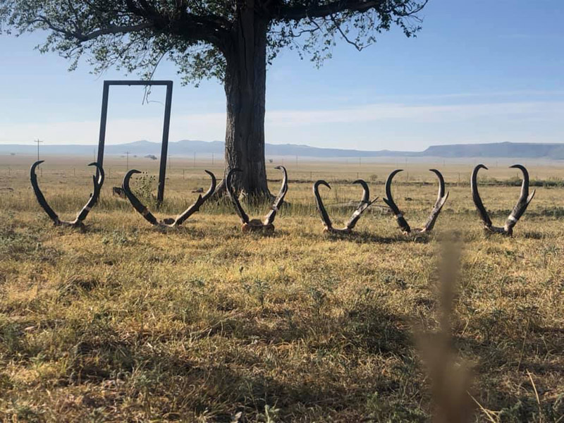 Antelope Hunts in New Mexico